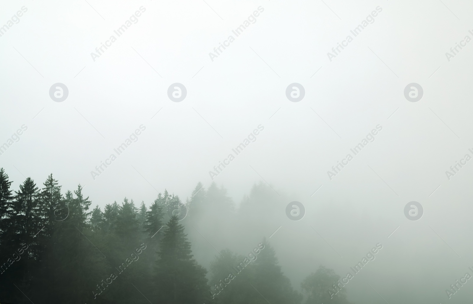 Photo of Picturesque view of mountain forest in foggy morning