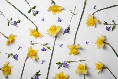 Beautiful yellow daffodils and periwinkle flowers on white background, flat lay
