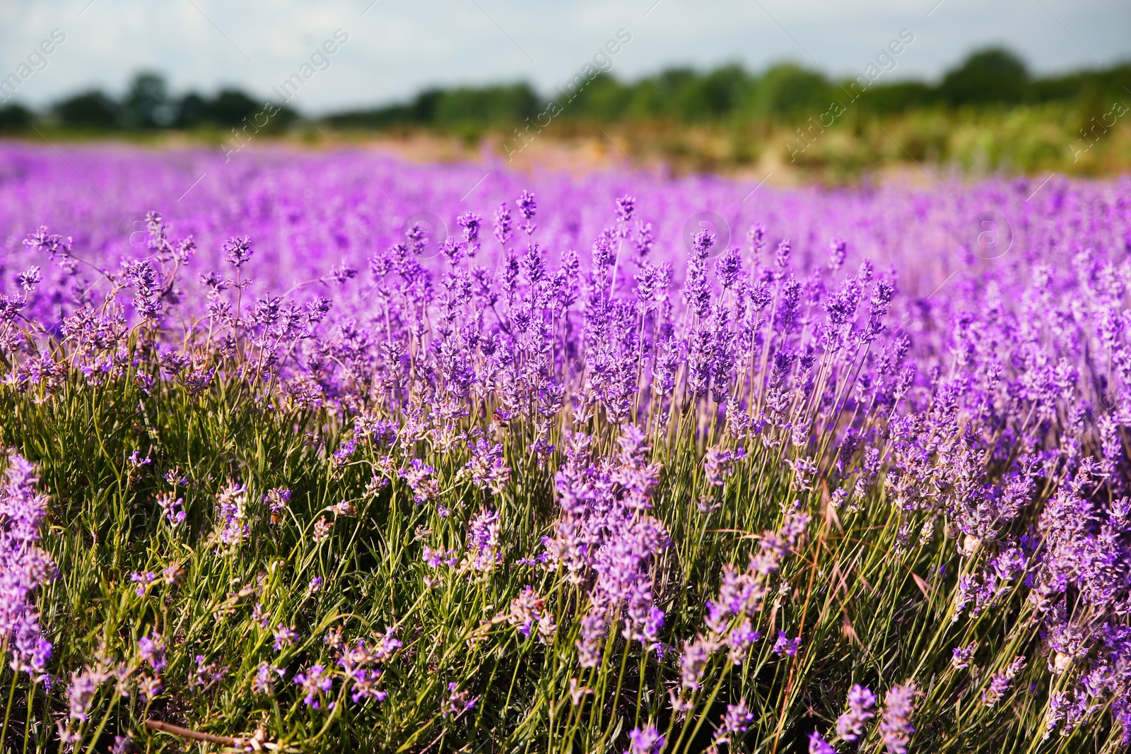 Photo of Beautiful lavender flowers growing in spring field