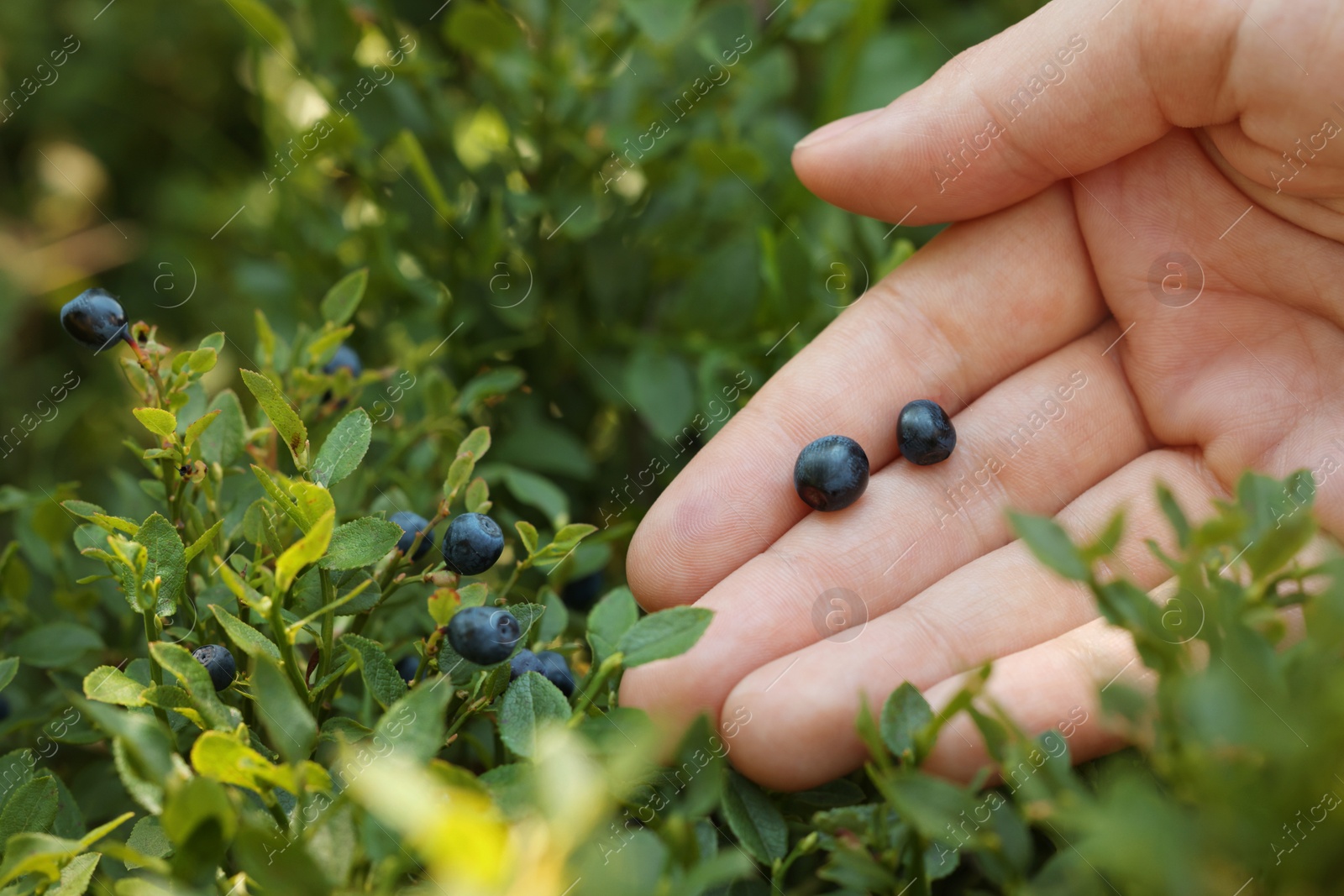 Photo of Woman picking up bilberries in forest, closeup