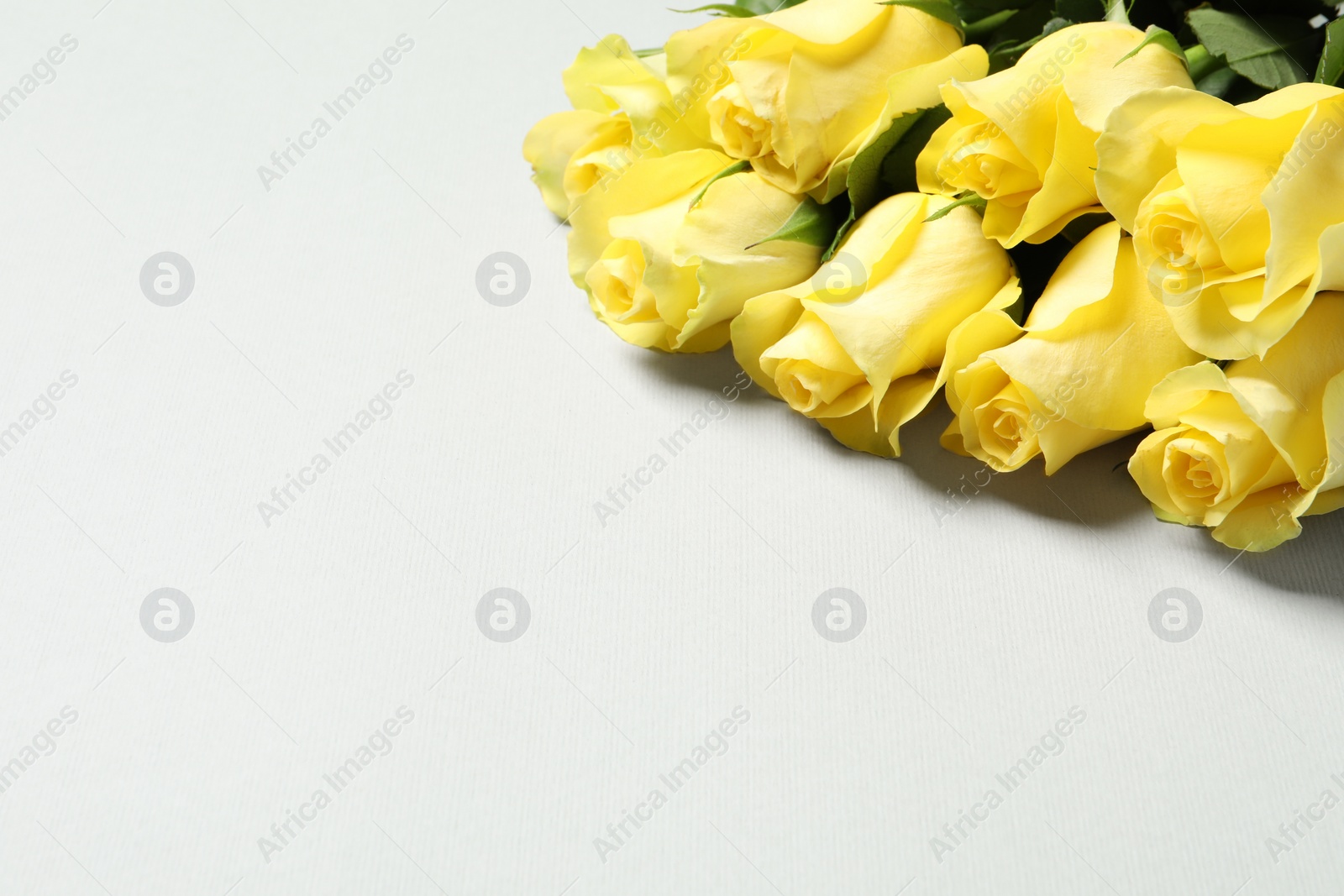 Photo of Beautiful yellow roses on light grey background, closeup. Space for text