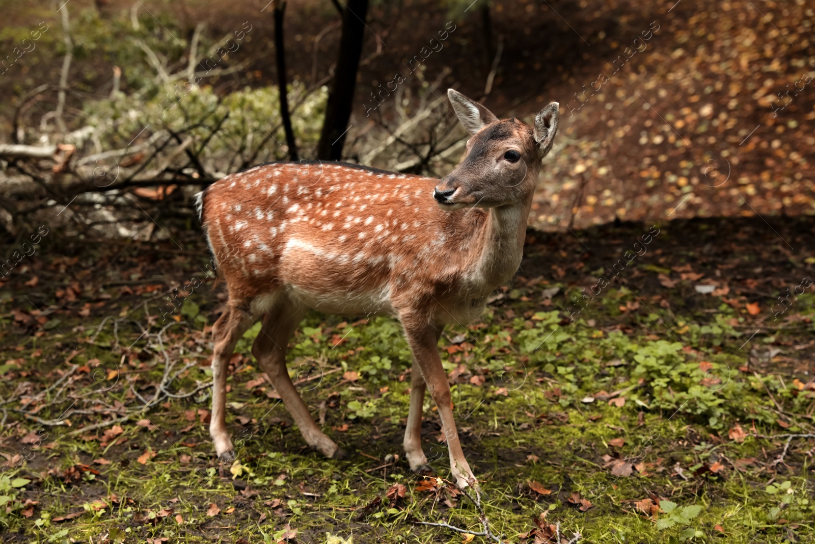 Photo of Cute doe in forest on autumn day