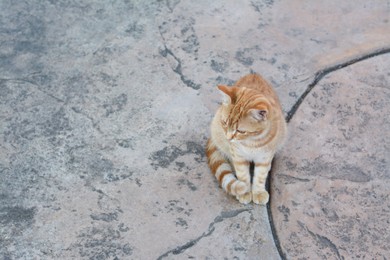 Photo of Lonely stray cat on stone surface outdoors, space for text. Homeless pet