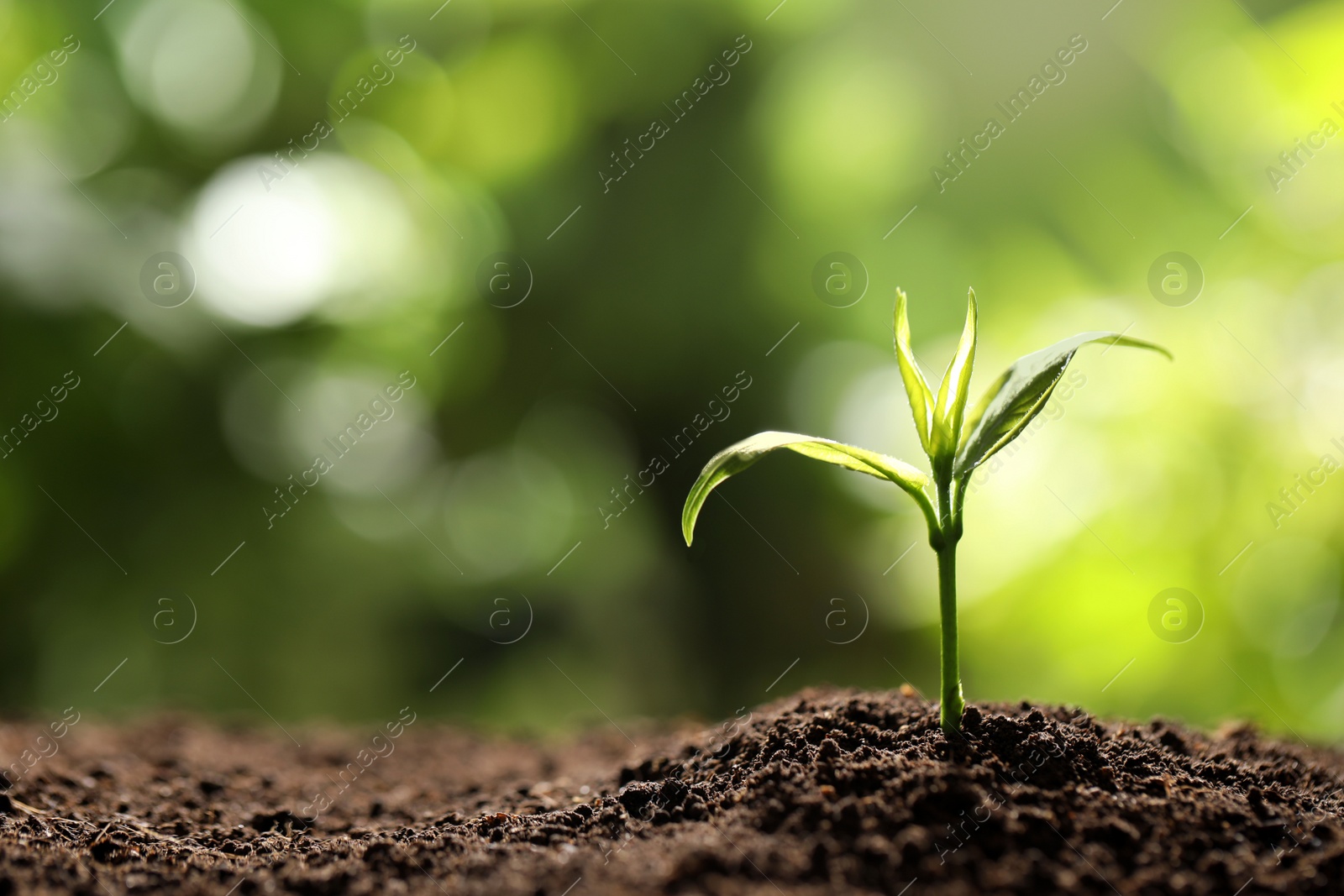 Photo of Young seedling in soil on blurred background, space for text