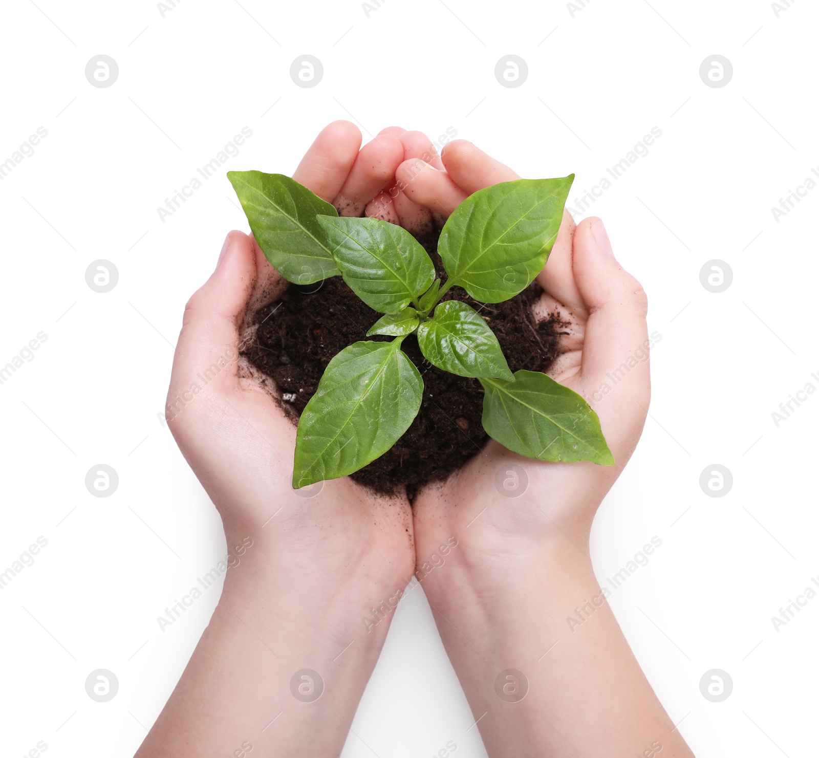 Photo of Woman holding soil with green seedling on white background, top view