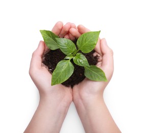 Photo of Woman holding soil with green seedling on white background, top view