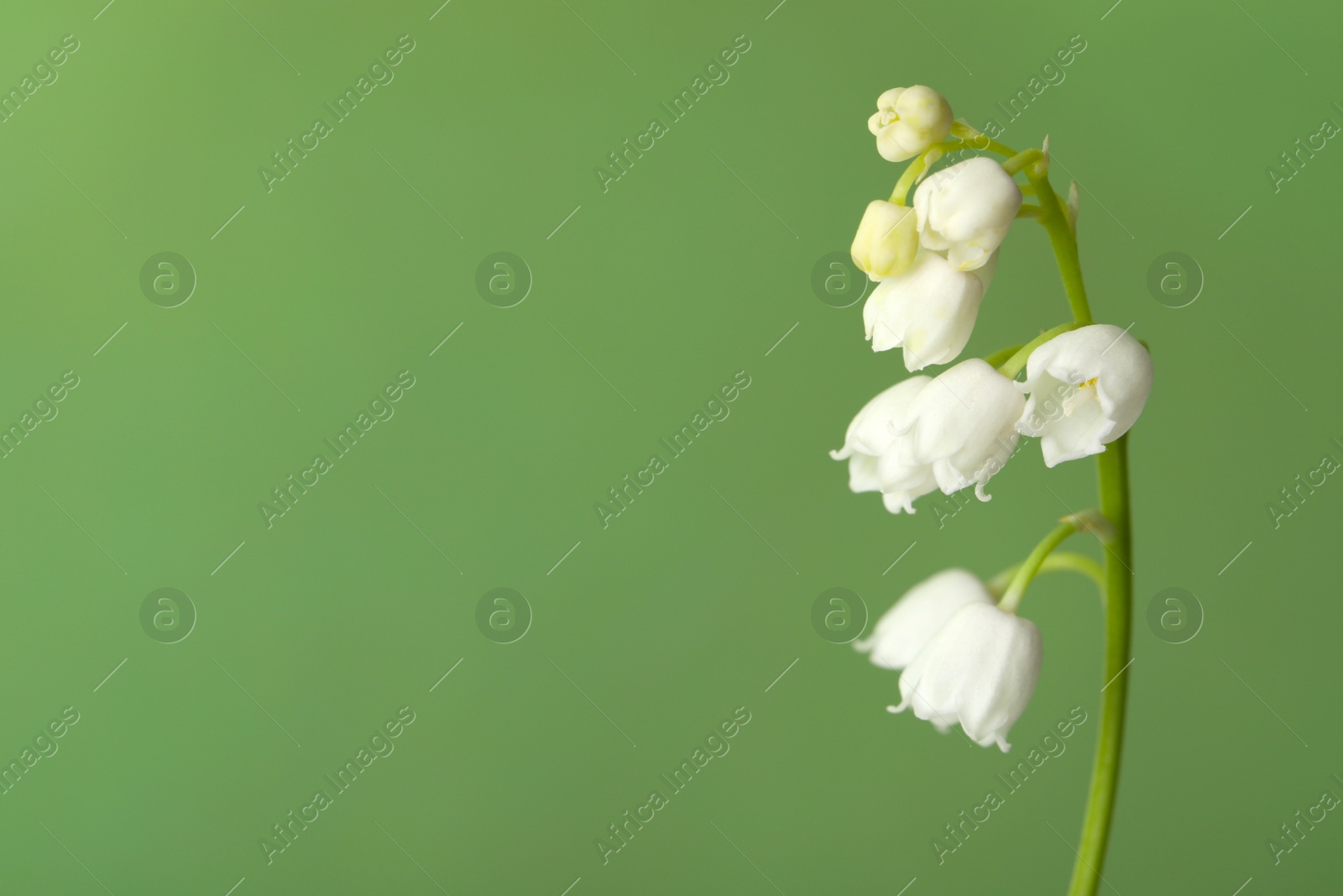 Photo of Beautiful lily of the valley on green background, closeup. Space for text
