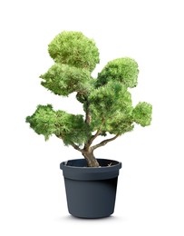 Image of Beautiful bonsai tree in pot isolated on white 