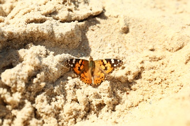 Photo of Beautiful bright butterfly on golden sandy beach