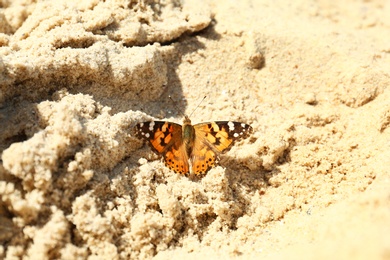 Beautiful bright butterfly on golden sandy beach