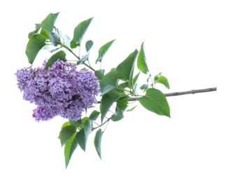 Beautiful blossoming lilac branch with leaves isolated on white