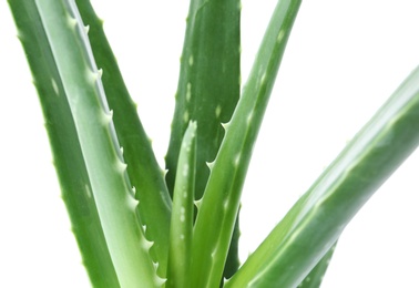 Photo of Leaves of aloe vera on white background, closeup