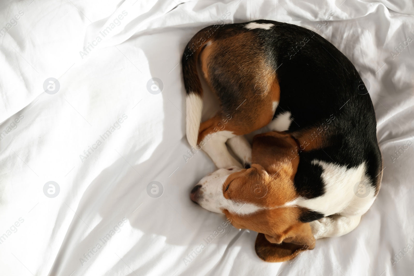 Photo of Cute Beagle puppy sleeping on bed, top view. Adorable pet