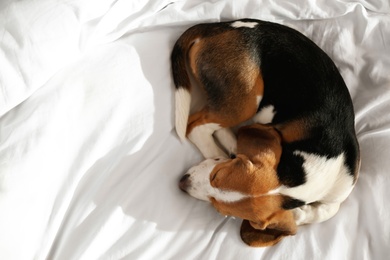 Cute Beagle puppy sleeping on bed, top view. Adorable pet