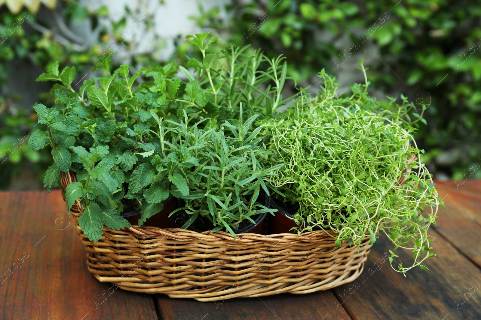 Photo of Wicker basket with fresh mint, thyme and rosemary on wooden table outdoors. Aromatic herbs