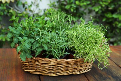 Wicker basket with fresh mint, thyme and rosemary on wooden table outdoors. Aromatic herbs