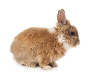 Cute fluffy pet rabbit isolated on white