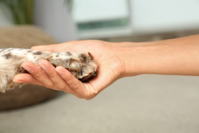 Photo of Woman holding dog's paw indoors, closeup view