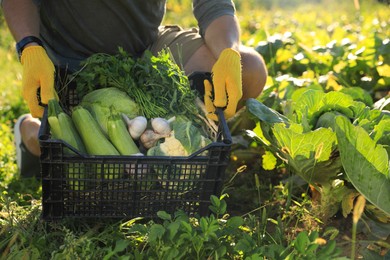 Photo of Man harvesting different fresh ripe vegetables on farm, closeup