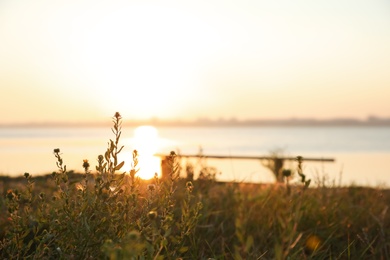 Beautiful wild flowers near river at sunrise. Early morning landscape