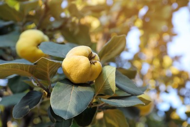 Photo of Quince tree branch with fruits outdoors, closeup. Space for text