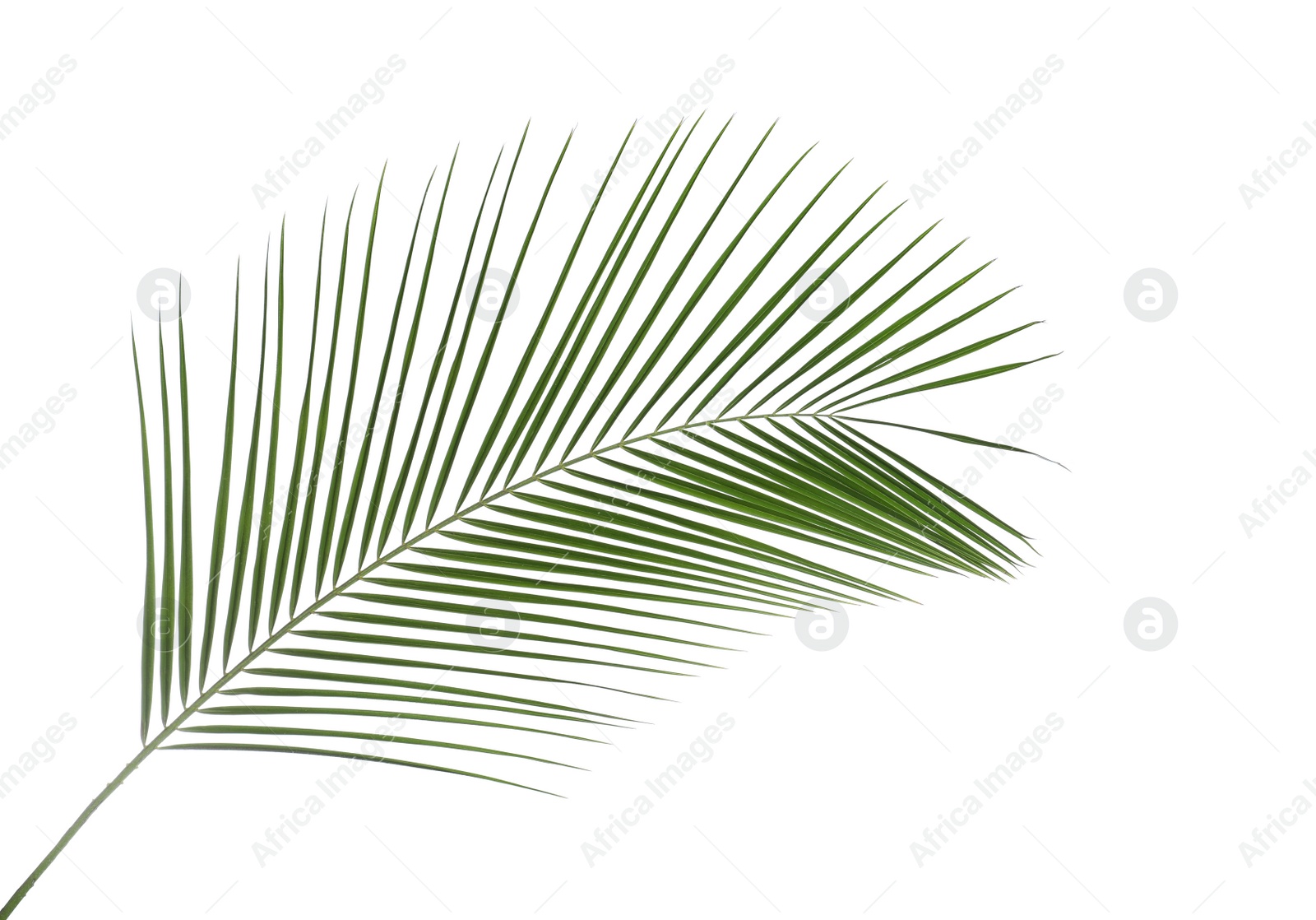 Photo of Beautiful lush tropical leaf isolated on white