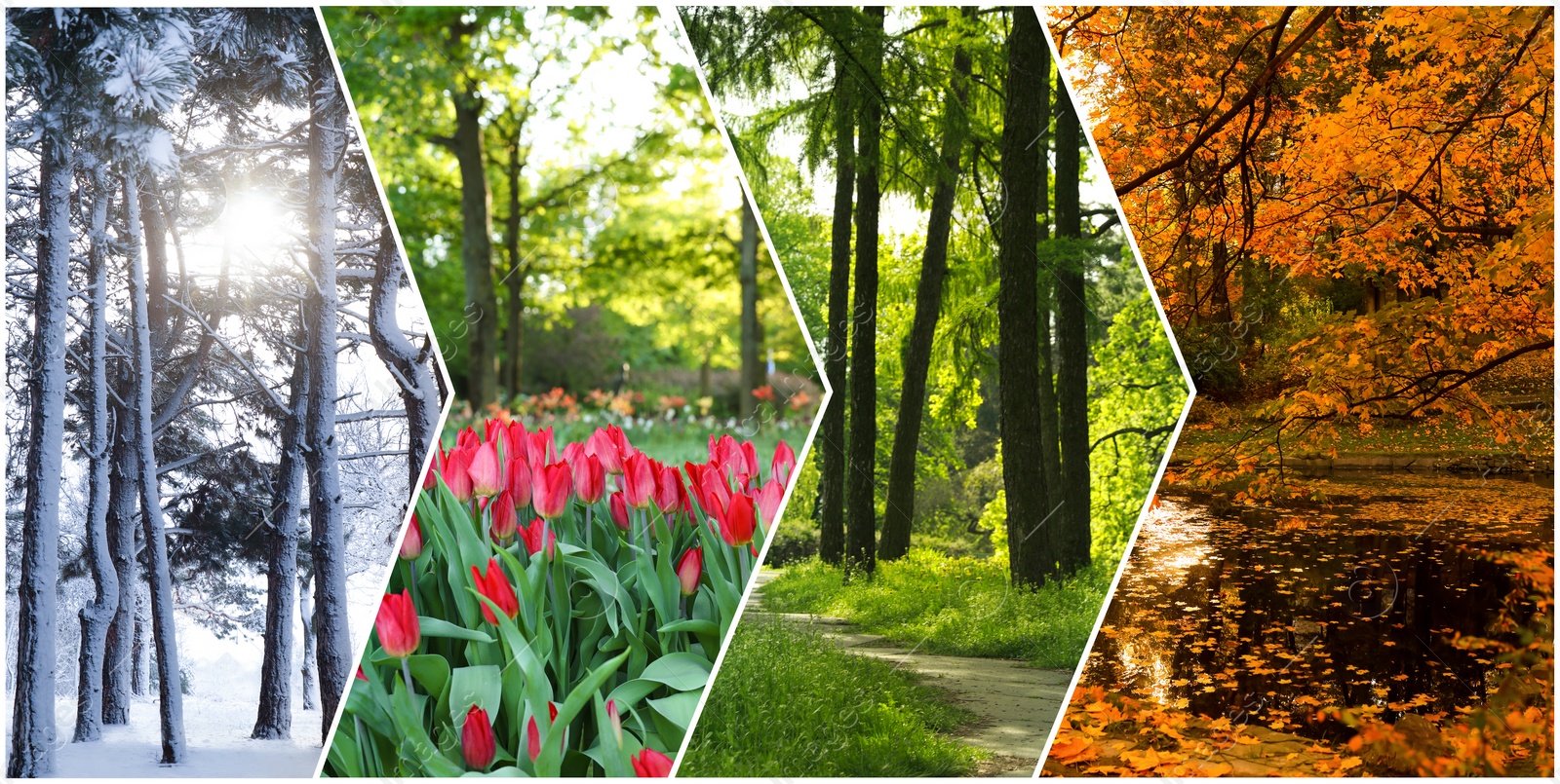 Image of Four seasons. Collage design with beautiful photos of nature