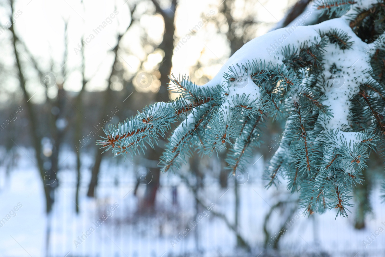 Photo of Fir tree branches covered with snow in winter park, closeup. Space for text