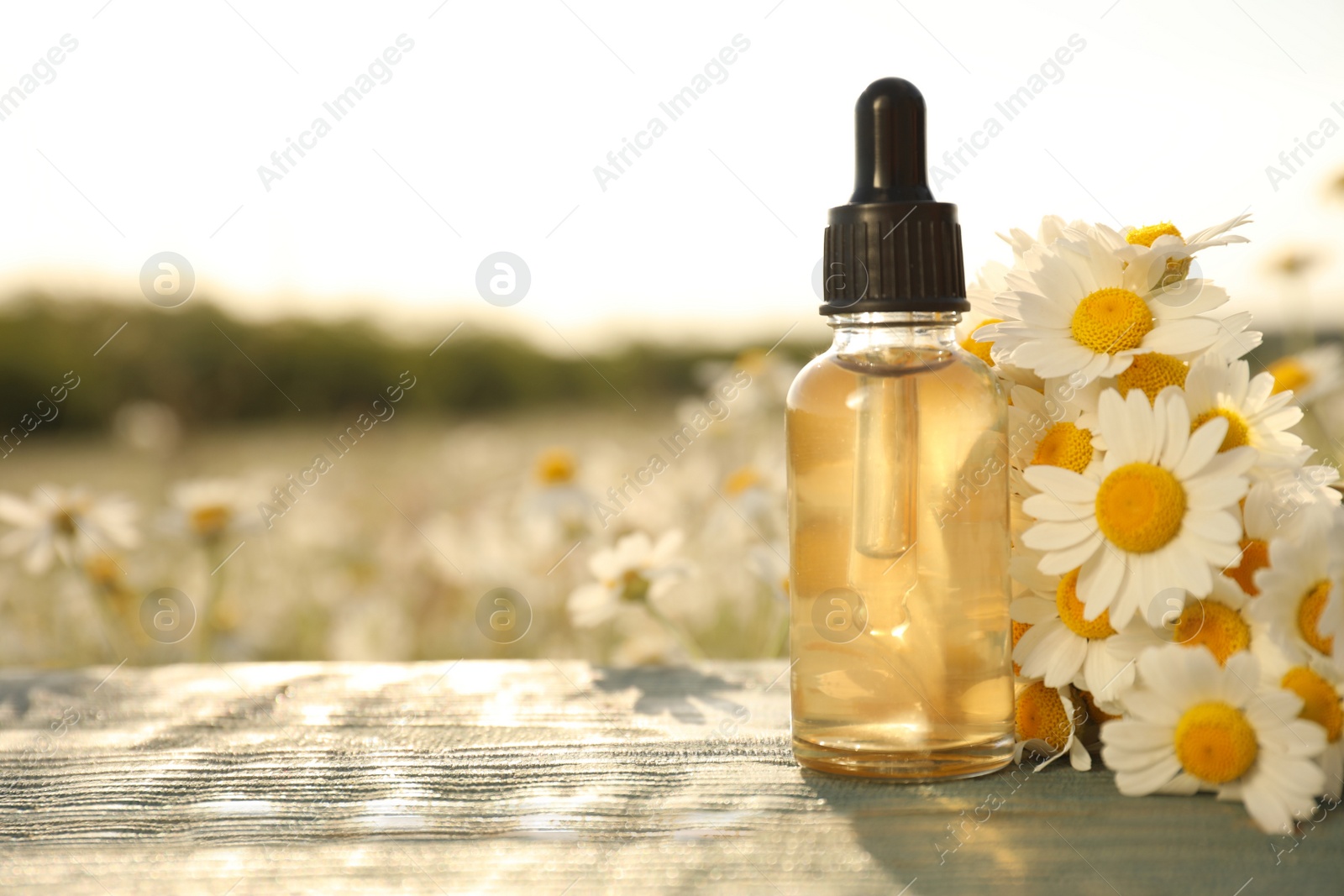 Photo of Bottle of essential oil and chamomiles on blue wooden table in field. Space for text