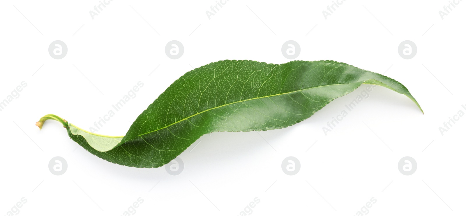 Photo of Green peach leaf on white background