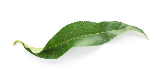 Photo of Green peach leaf on white background