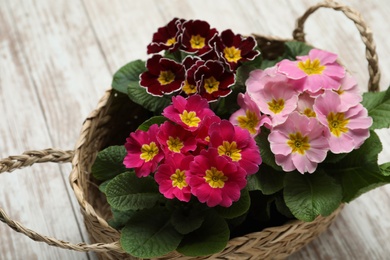 Primrose Primula Vulgaris flowers on white wooden background. Spring season