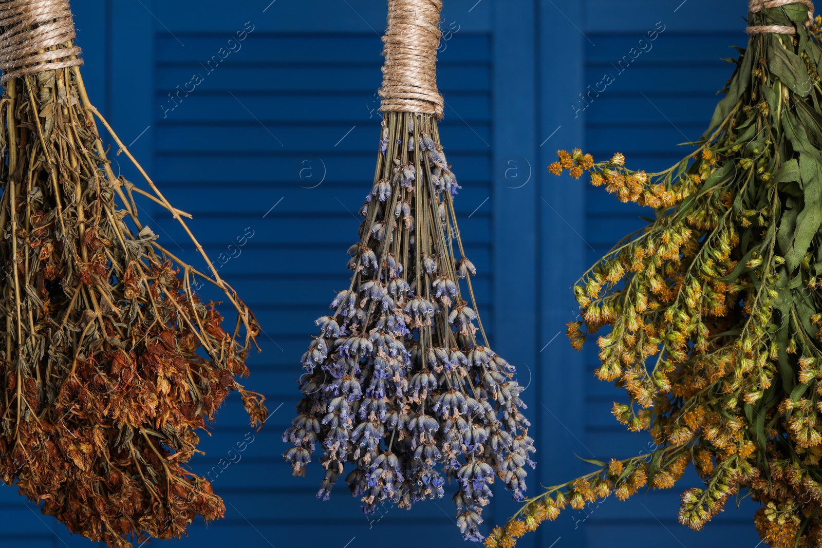 Photo of Bunches of different dry herbs hanging on blue background