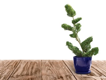 Image of Beautiful bonsai tree in pot on wooden table against white background