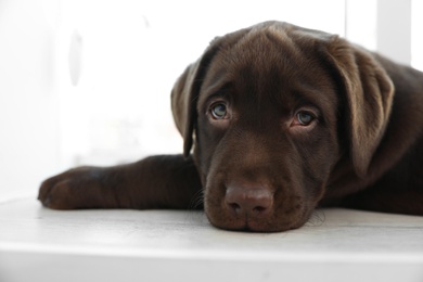 Photo of Chocolate Labrador Retriever puppy on  windowsill indoors