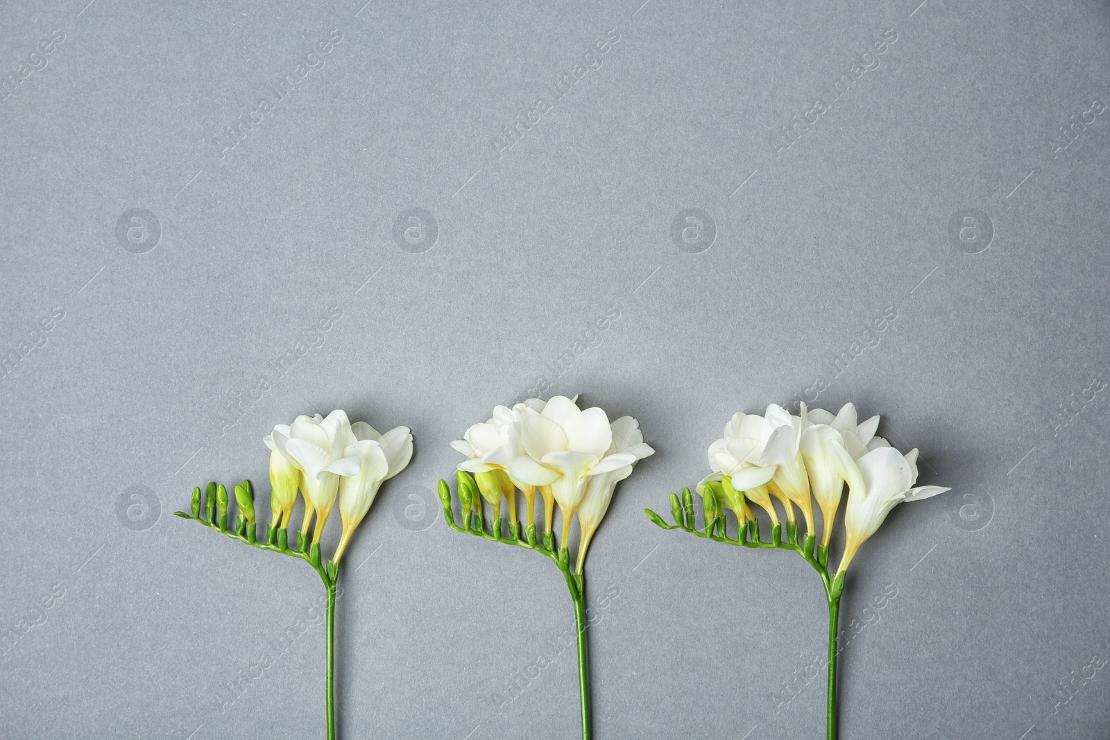 Photo of Beautiful freesia flowers on grey background