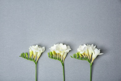 Beautiful freesia flowers on grey background