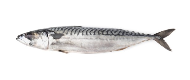 Photo of One tasty salted mackerel isolated on white, top view