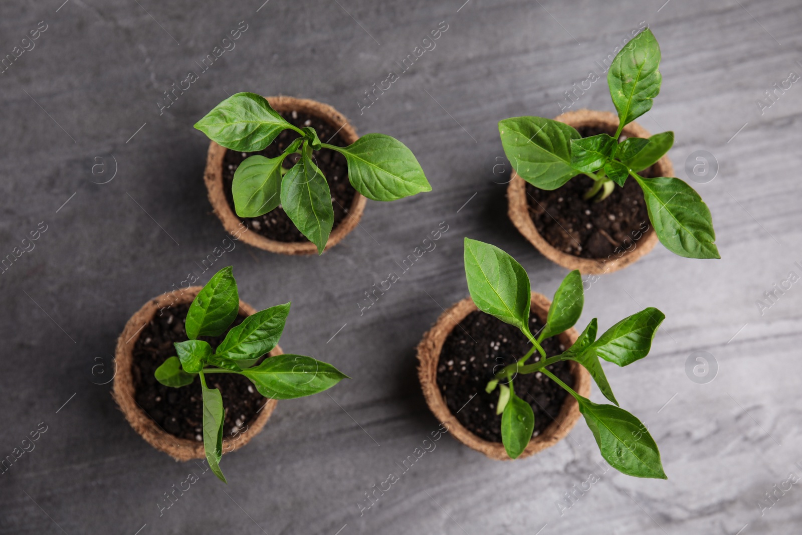 Photo of Vegetable seedlings in peat pots on grey table, flat lay