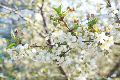 Photo of Branches of beautiful blossoming tree on sunny spring day outdoors