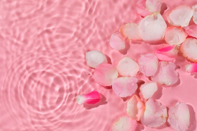 Beautiful rose petals in water on pink background, top view. Space for text