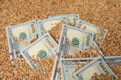 Photo of Dollar banknotes on wheat grains, closeup. Agricultural business