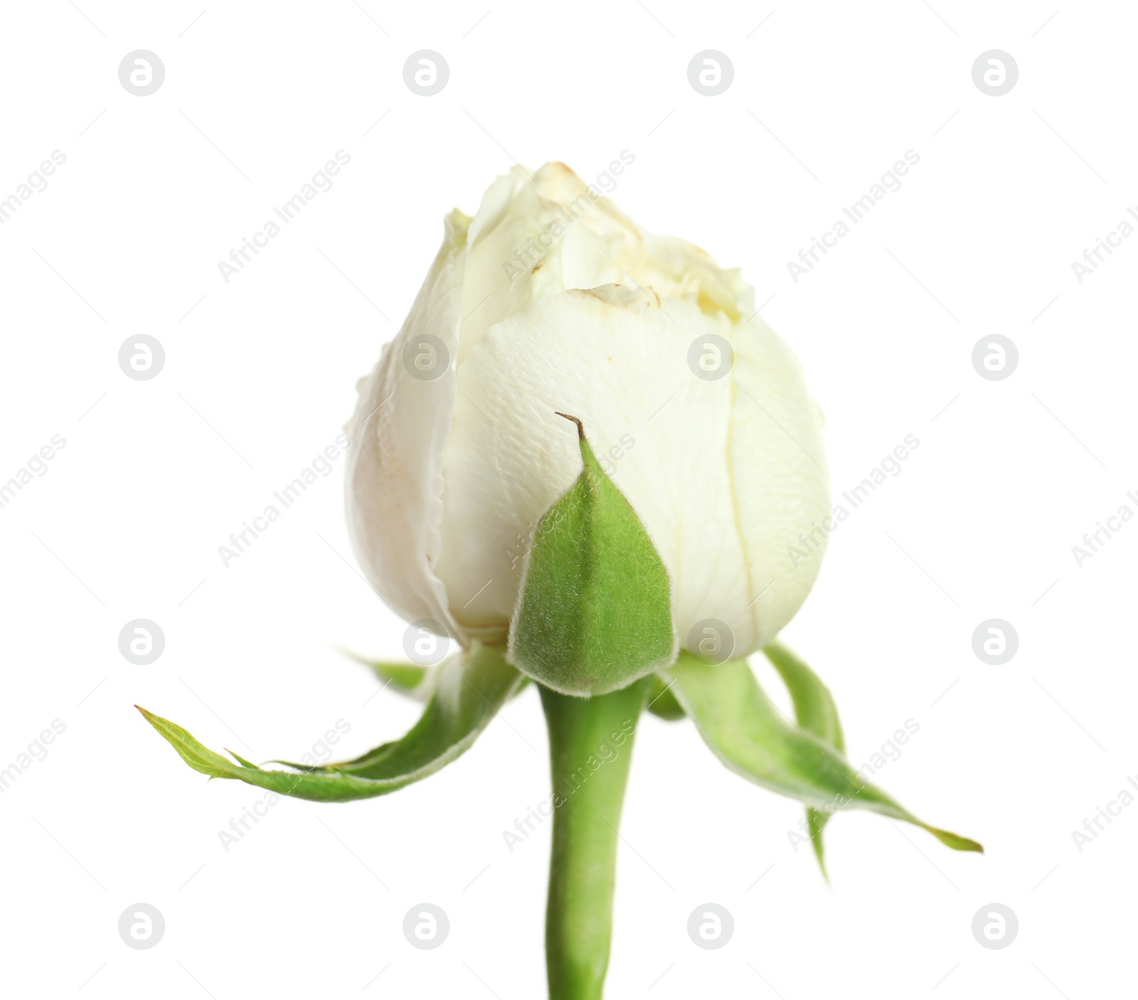 Photo of Beautiful small rose bud on white background