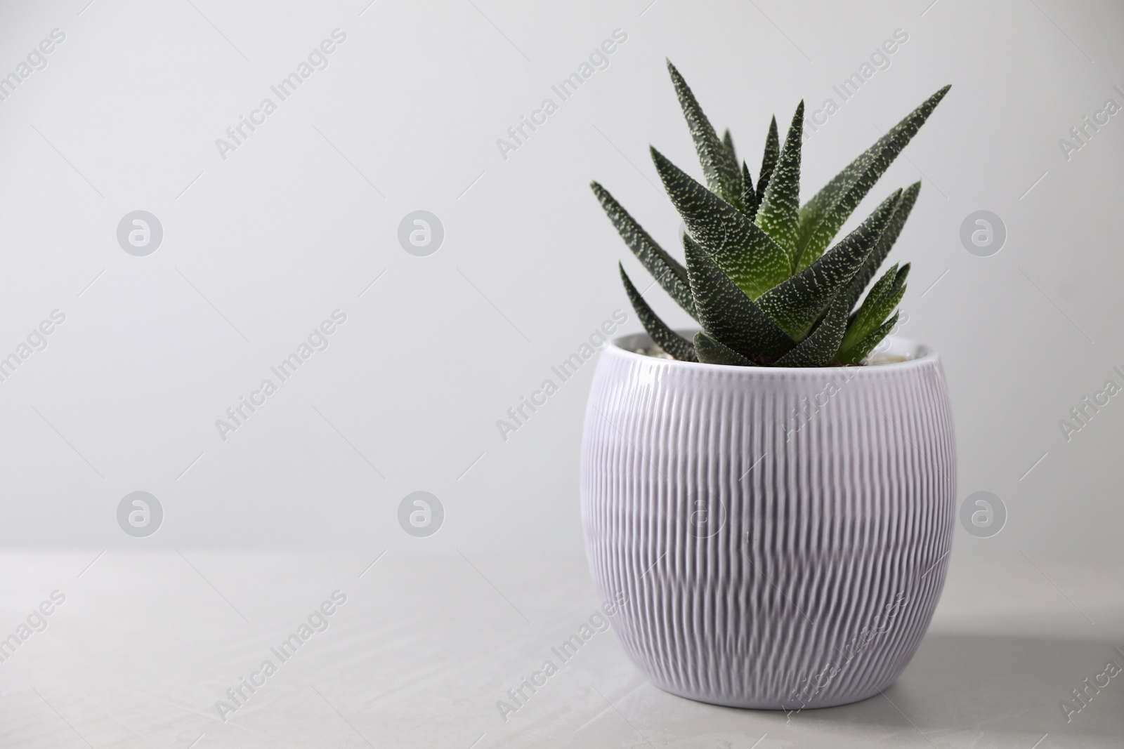 Photo of Beautiful houseplant in pot on light background. Space for text