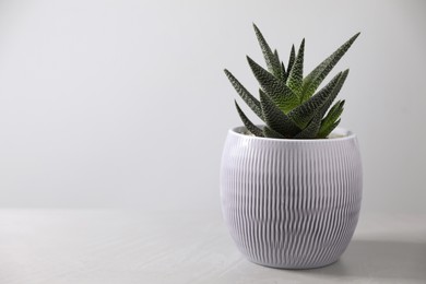 Photo of Beautiful houseplant in pot on light background. Space for text