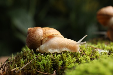 Photo of Common garden snail crawling on green moss, closeup