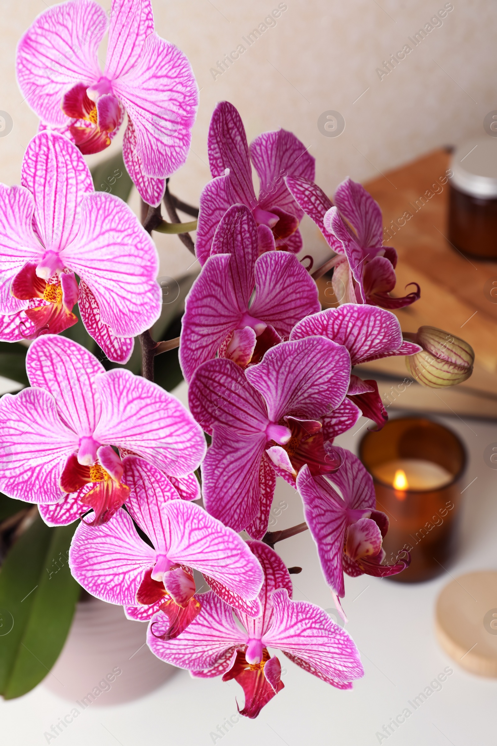 Photo of Beautiful blooming orchid on white table, closeup