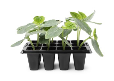 Photo of Seedlings growing in plastic container with soil isolated on white. Gardening season