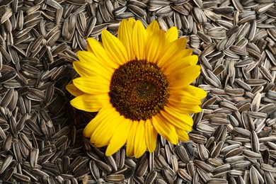 Beautiful flower and raw sunflower seeds as background, top view