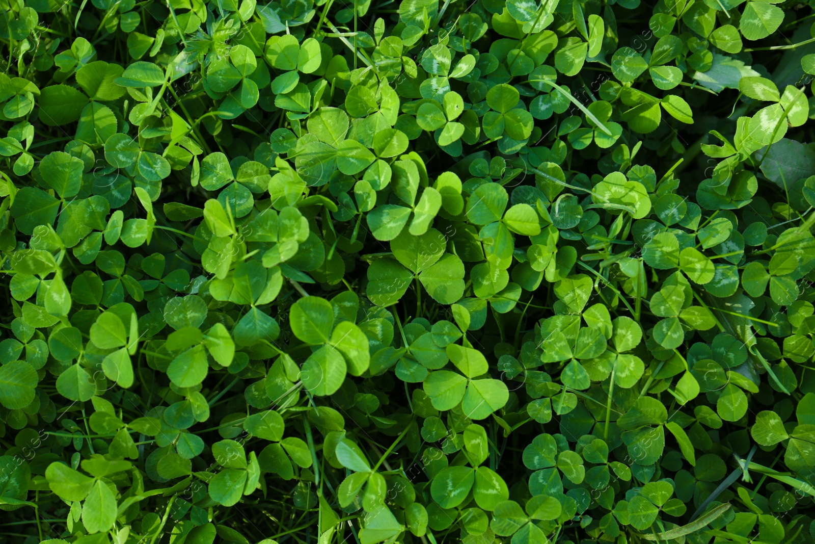 Photo of Top view of beautiful green clover leaves